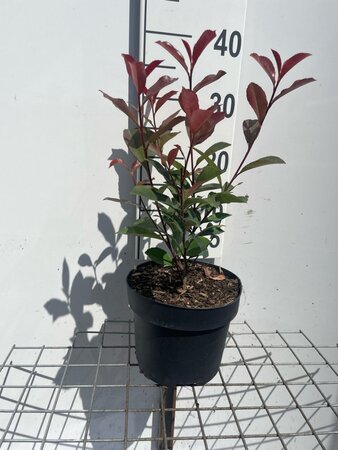 Photinia fraseri 'Robusta Compacta' geen maat specificatie cont. 3,0L