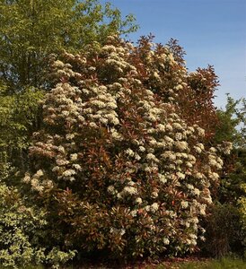 Photinia fraseri 'Red Robin'= 'Roodborstje' 100-125 cm met kluit