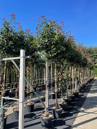 Photinia fraseri 'Red Robin'= 'Roodborstje' 10-12 Hoogstam cont. 35L - afbeelding 5