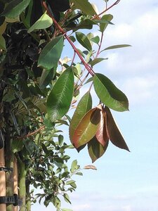 Photinia fraseri 'Red Robin'= 'Roodborstje' 10-12 Hoogstam cont. 35L