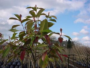 Photinia fraseri 'Red Robin'= 'Roodborstje' 10-12 Hoogstam cont. 35L - afbeelding 7