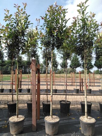 Photinia fraseri 'Red Robin'= 'Roodborstje' 10-12 Hoogstam cont. 35L - afbeelding 3