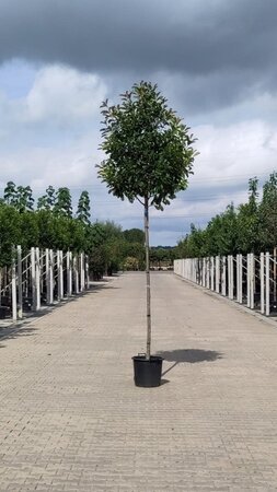 Photinia fraseri 'Red Robin'= 'Roodborstje' 12-14 Hoogstam cont. 35L