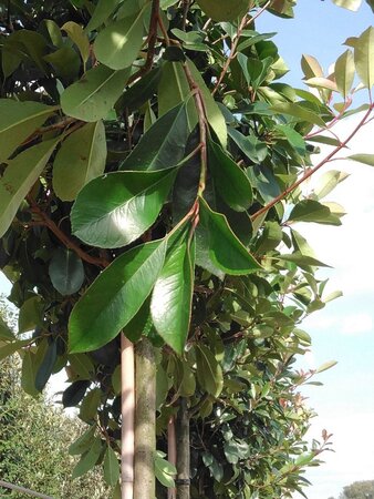 Photinia fraseri 'Red Robin'= 'Roodborstje' 12-14 Hoogstam cont. 35L - afbeelding 1