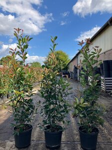 Photinia fraseri 'Red Robin'= 'Roodborstje' 125-150 cm cont. 15L - afbeelding 9