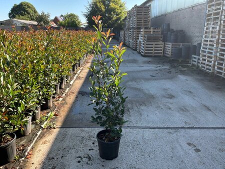 Photinia fraseri 'Red Robin'= 'Roodborstje' 125-150 cm cont. 15L - afbeelding 8