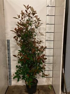 Photinia fraseri 'Red Robin'= 'Roodborstje' 150-175 cm cont. 15L - afbeelding 8
