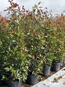 Photinia fraseri 'Red Robin'= 'Roodborstje' 175-200 cm cont. 25L - afbeelding 8