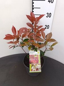 Photinia fraseri 'Red Robin'= 'Roodborstje' 30-40 cm cont. 3,0L - afbeelding 2