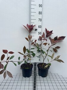 Photinia fraseri 'Red Robin'= 'Roodborstje' 50-60 cm cont. 3,0L