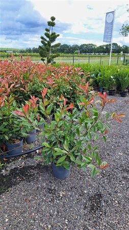 Photinia fraseri 'Red Robin'= 'Roodborstje' 80-100 cm cont. 7,5L - afbeelding 11