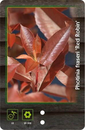 Photinia fraseri 'Red Robin'= 'Roodborstje' 80-100 cm cont. 7,5L - afbeelding 4