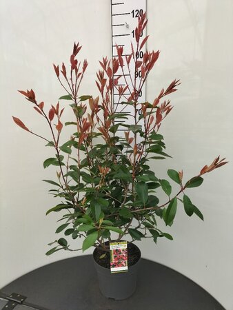 Photinia fraseri 'Red Robin'= 'Roodborstje' 80-100 cm cont. 7,5L - afbeelding 2