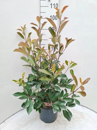 Photinia fraseri 'Red Robin'= 'Roodborstje' 80-100 cm cont. 7,5L - afbeelding 3