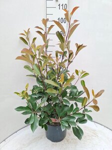 Photinia fraseri 'Red Robin'= 'Roodborstje' 80-100 cm cont. 7,5L - afbeelding 3