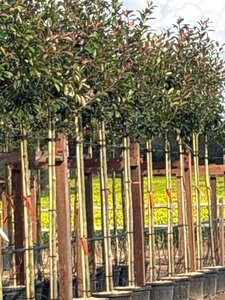 Photinia fraseri 'Red Robin'= 'Roodborstje' 8-10 Hoogstam cont. 30L - afbeelding 2