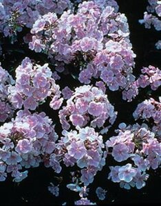 Phlox (P) 'Franz Schubert' geen maat specificatie 0,55L/P9cm - afbeelding 1