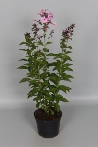 Phlox (P) 'Herbstwalzer' geen maat specificatie 0,55L/P9cm - afbeelding 1
