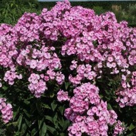 Phlox (P) 'Herbstwalzer' geen maat specificatie 0,55L/P9cm - afbeelding 2