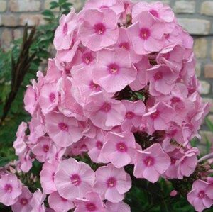 Phlox (P) 'Herbstwalzer' geen maat specificatie 0,55L/P9cm - afbeelding 3