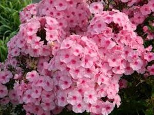 Phlox (P) 'Herbstwalzer' geen maat specificatie 0,55L/P9cm - afbeelding 4
