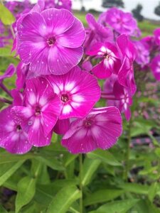 Phlox (P) 'Laura' geen maat specificatie 0,55L/P9cm - afbeelding 2