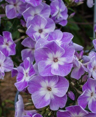 Phlox (P) 'Laura' geen maat specificatie 0,55L/P9cm - afbeelding 1