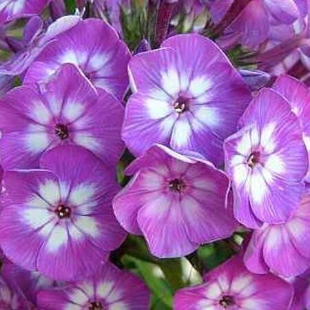 Phlox (P) 'Laura' geen maat specificatie 0,55L/P9cm - afbeelding 4