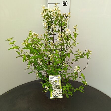 Philadelphus 'Lemoinei' 30-40 cm cont. 3,0L
