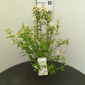 Philadelphus 'Lemoinei' 30-40 cm cont. 3,0L