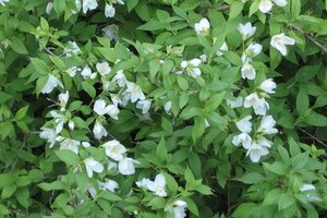 Philadelphus 'Lemoinei' 50-80 cm cont. 3,0L - afbeelding 1