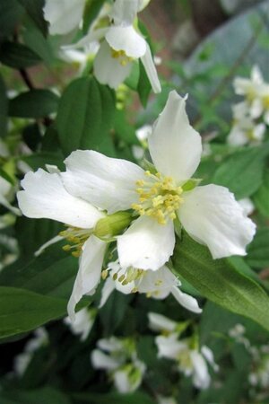 Philadelphus 'Lemoinei' 50-80 cm cont. 3,0L - afbeelding 2