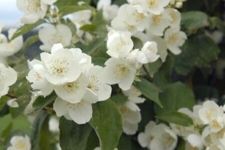 Philadelphus 'Lemoinei' 50-80 cm cont. 3,0L - afbeelding 3