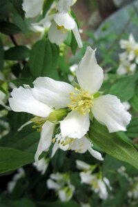 Philadelphus 'Lemoinei' 50-80 cm wortelgoed struik - afbeelding 2