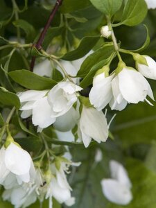 Philadelphus 'Manteau d'Hermine' 30-50 cm wortelgoed struik - afbeelding 1