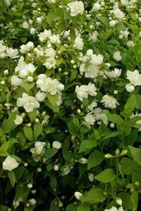 Philadelphus 'Manteau d'Hermine' 30-50 cm wortelgoed struik - afbeelding 2