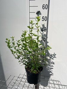Philadelphus 'Manteau d'Hermine' 40-50 cm cont. 3,0L - afbeelding 1