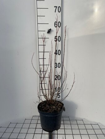 Philadelphus 'Manteau d'Hermine' 40-50 cm cont. 3,0L - afbeelding 2