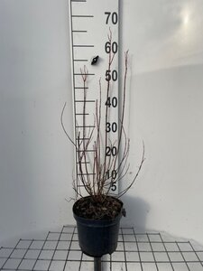 Philadelphus 'Manteau d'Hermine' 40-50 cm cont. 3,0L - afbeelding 2