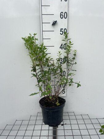Philadelphus 'Manteau d'Hermine' 40-50 cm cont. 3,0L - afbeelding 3