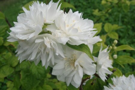 Philadelphus 'Minnesota Snowflake' 60-100 cm wortelgoed struik - afbeelding 1