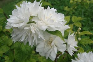 Philadelphus 'Minnesota Snowflake' 60-100 cm wortelgoed struik - afbeelding 1