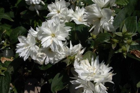 Philadelphus 'Minnesota Snowflake' 60-100 cm wortelgoed struik - afbeelding 2
