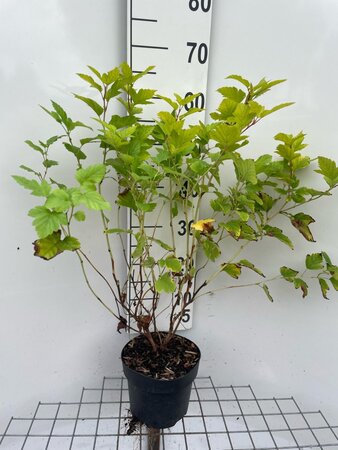 Physocarpus opulif. 'Dart's Gold' 60-80 cm cont. 3,0L - afbeelding 4