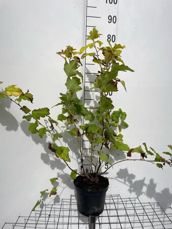 Physocarpus opulif. 'Dart's Gold' 60-80 cm cont. 3,0L - afbeelding 5