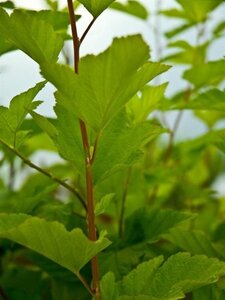 Physocarpus opulif. 'Dart's Gold' 80-100 cm cont. 10L