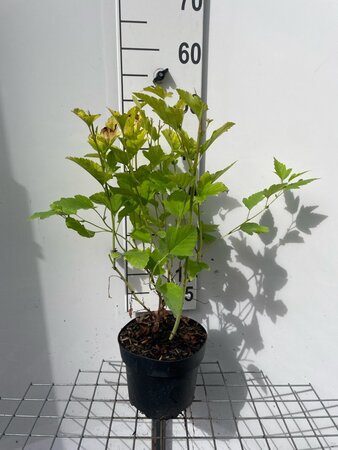 Physocarpus opulif. 'Dart's Gold' geen maat specificatie cont. 3,0L - afbeelding 2