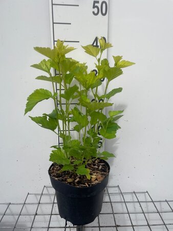 Physocarpus opulif. 'Dart's Gold' geen maat specificatie cont. 3,0L