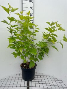 Physocarpus opulif. 'Dart's Gold' geen maat specificatie cont. 7,5L - afbeelding 1