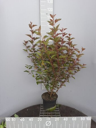 Physocarpus opulif. 'Diabolo' 80-100 cm cont. 5,0L - afbeelding 5